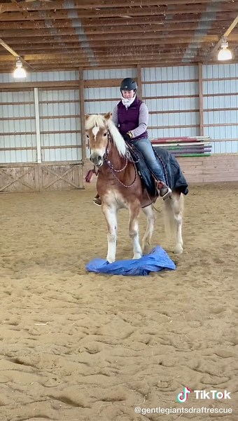 Meet the Intelligent and Athletic Haflinger Horse