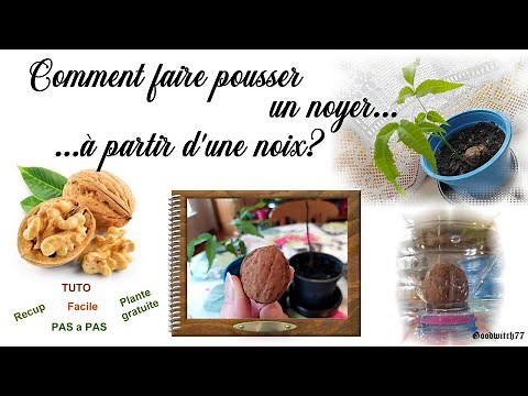 Comment faire pousser un noyer à partir d'une noix en pot? How to grow walnut tree from a nut ?Tuto