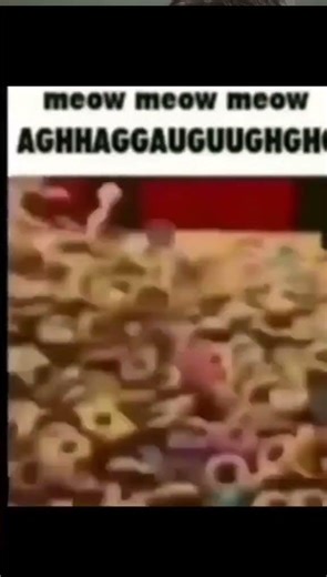 MEOW MEOW AUGHT AUGHT #humor #memes #yosoydelos7mil #cat