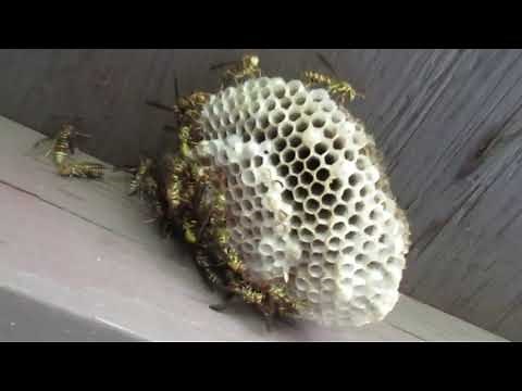 Polistes Exclamans (Guinea wasp) active nest removal.