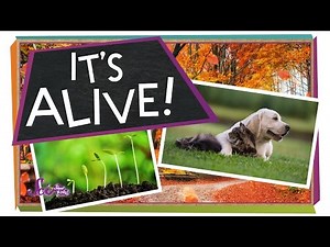 It's Alive! | Biology for Kids... - SafeShare