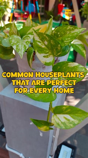 Simple houseplants perfect for beginners and plant lovers