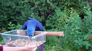 4.4K views · 77 reactions | We asked Cleo, a hyacinth macaw, to help us select the next Backstage Adventure Tour winner from volunteers who served at Rendez-Zoo. Congrats to Zoo volunteer, Marian Wallace! If you want a chance to win a behind-the-scenes tour, sign up to volunteer at Howl-O-Ween or Roars & Pours! >> https://goo.gl/TkpXuu | Phoenix Zoo | Facebook