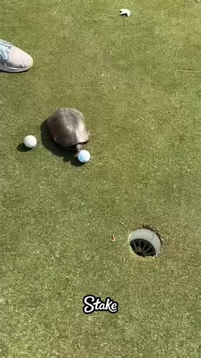 #golf #FYP #sportstiktok #turtle