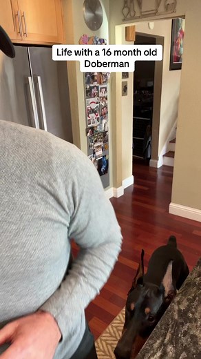 4.4M views · 190K reactions | it's all about consistency, repetition and patience. This stage, the teen stage, is probably the most difficult stage of training. If you push through this with your continuous training, you will have a well mannered dog in the future. #Brucethedoberman #doberman# #dobermann# #rubydooby_do #dog sofinstagramless | Rubydoobydo | Facebook