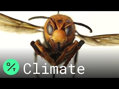 Giant Asian ‘Murder Hornets' With Sting That Can Kill Land in the U.S.