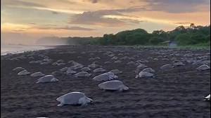 1.4M views · 65K reactions | Incredible!! Thousands of sea turtles came on shore all at once during a phenomenon called an "arribada." This happened in Guanacaste, Costa Rica, where it happens every September. It's expected to happen again in about a month. Have you ever seen a sea turtle in person? | Ashleigh Walters | Facebook