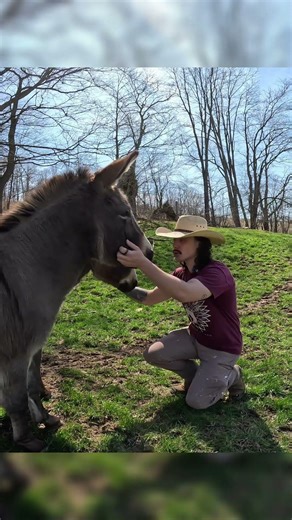 Donkeys are DAILY work!