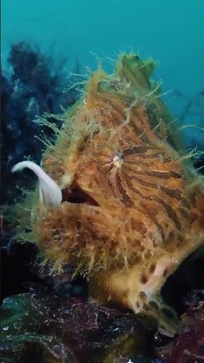 This Fish Uses a Fake Worm to Trap Its Prey