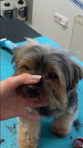 How to trim Yorkie face