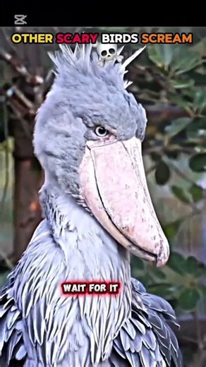 Top Scary Birds Scream, the last one will shock you #animaledit #wildlife #viral #fyp #trending