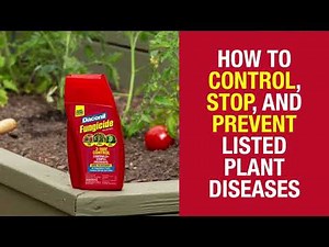 How to Use Daconil Concentrate