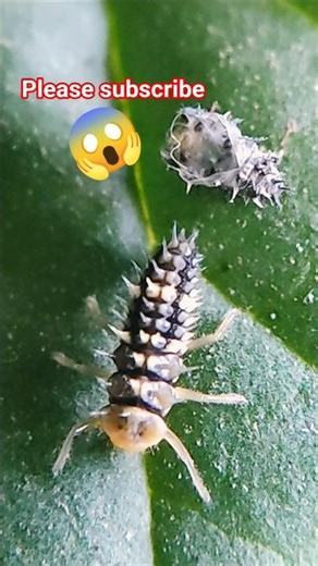 🤯 🐛Ladybug Life Cycle Secret,! #Shorts#naturevibeshorts#wildlife
