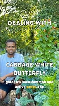 How to deal with cabbage white butterflies