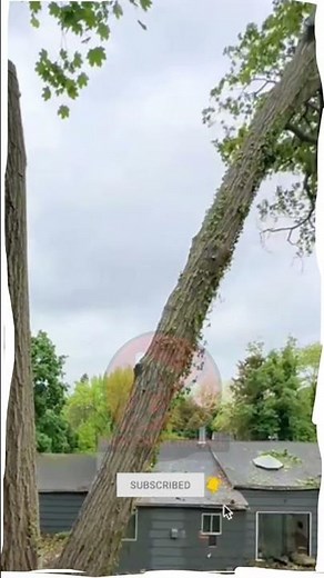 Tree Cutting Fail – Crashes Into an Old House!”