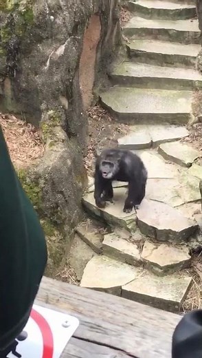 Gorilla at zoo Throws Poo On Grandma's Face.