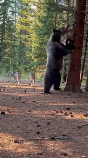Heart-Stopping Moment Mother Bear Saves Cub From Wolf Pack!