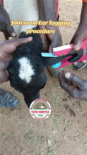 Ear Tagging Procedure for Dorpers Sheep Explained