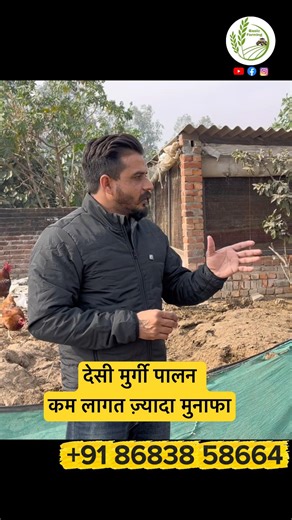 Desi murgi palan #DesiMurgiPalan#CountryChicken#DesiFarming#PoultryFarming#VillageFarming #shorts