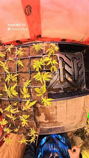 only giving my plans water today