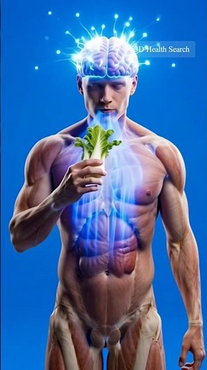 Endive Food Benefits | 3D Medical Animation of Digestion, Brain & Gut Health