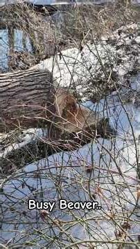 Busy Beaver. #campinglife ##hikingadventures #hiking #camping #fieldcraftsurvival #hikinglife