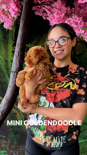 MINI GOLDENDOODLE are so FLUFFY & CUTE these FURBABIES do NOT shed & are also hypoallergenic ee if your interested in one of our cute FURBABIES send us a DM L #cutepuppies #puppies #puppy #furbaby #furbabies #goldendoodle #goldendoodles #minigoldendoodles #miamipuppies | Cavapoo Puppies