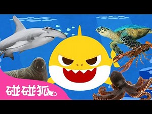海洋動物兒歌全系列合集 | 連續播放 認識海洋動物 | 臺灣配音 兒歌 童謠 | Baby Shark 鯊魚寶寶 l Kids Song Nursery Rhymes | 碰碰狐 Pinkfong
