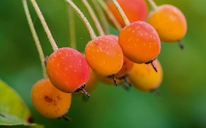 Try these top 10 roses for beautiful rosehips during autumn and winter