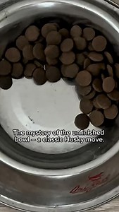 Your Husky didn’t finish their food again? Don’t worry — it’s totally normal. Here’s why these independent fluffballs eat on their own schedule. #husky #siberianhusky #huskyshorts #dogshorts #dogfacts #funnyhusky #dogbehavior #huskylife #huskytok | Siberian Huskies World