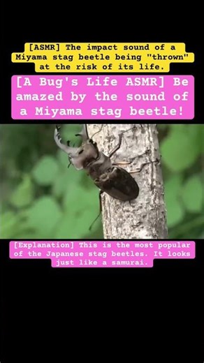 [A Bug's Life ASMR] Be amazed by the sound of a Miyama stag beetle! #music #4k #insects #stagbeetle