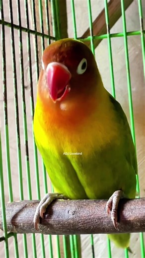 Labet fighter ngekek #burung #lovebird #lovebirdfighter #bird #fyp
