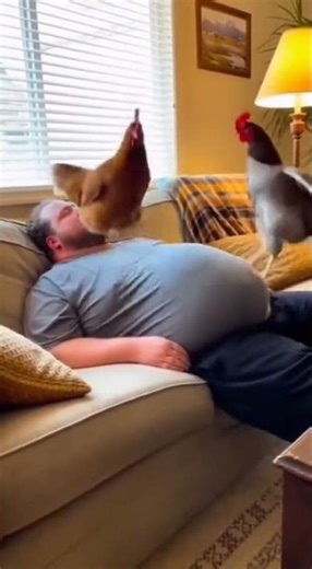 Desi Alarm Clock 🐔⏰#funnyanimals #shortsfeed