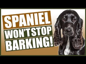 How To Stop Your SPANIEL Barking