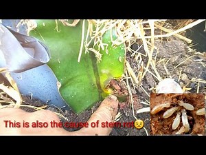 Dragon fruit - The cause of body rot and how to recover 100% successfully
