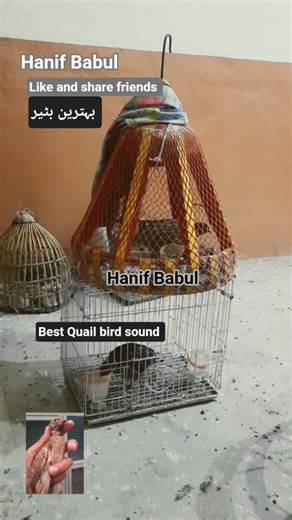 Why Quail Are The Most Stylish Birds/batair ki awaaz/бадана сойроки/صدای بلدر چن #coturnixquail