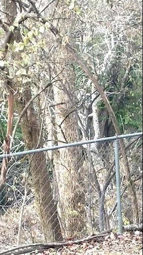2 Gray Squirrels chasing each other "going" up & down a tree & yard. Harpeth River Tennessee USA 🎶