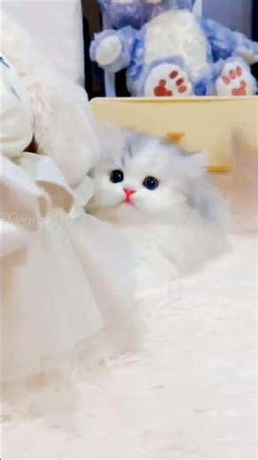 Crazy cats videos 😤🫣😭😂🤣