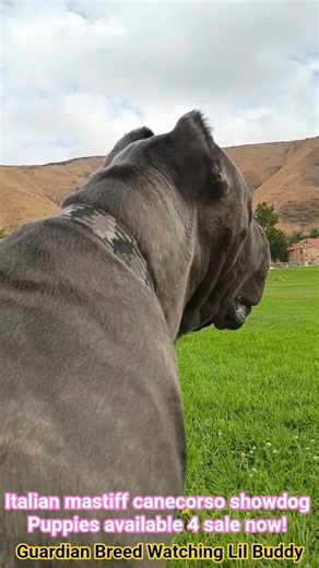 fully focused guardian breed #canecorso #guardianbreed #dogs