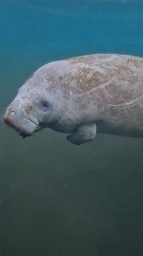 There’s nothing quite like quietly kayaking when suddenly… a manatee glides beneath you. 🐋✨ Gentle, curious, and completely magical — seeing a manatee underwater from your kayak is one of those hold-your-breath Florida moments. This is why we paddle slow, stay respectful, and let nature do its thing. Manatees are peaceful giants, and encounters like this remind us how special places like Manatee Springs State Park truly are. 🚣‍♀️ Always remember: • Observe only — never touch • Give them space 