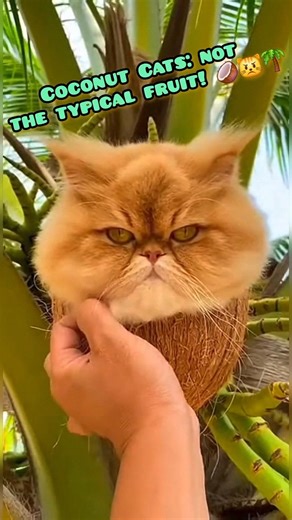 The Council of Grumpy Coconuts has spoken! 🥥😾 #shorts
