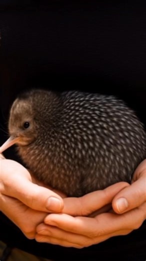 A baby spotted brown kiwi has been discovered — a tiny win for Aotearoa’s wildlife! 🥝💚 Every chick is a sign our conservation efforts are working. How cute is this little taonga?#NewZealandBrand #BabyKiwi #SpottedBrownKiwi #NZWildlife #KiwiConservation #AotearoaNature #ProtectOurWildlife | New Zealand Brand