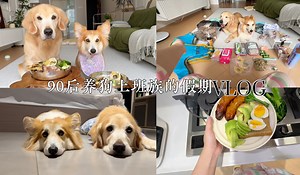 沉浸式养狗vlog！带你看看养狗互联网打工人的假期有多精彩！