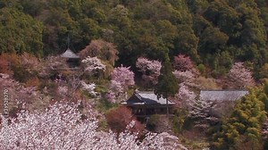 Landscape of the Mt.Yoshino,in Nara Japan