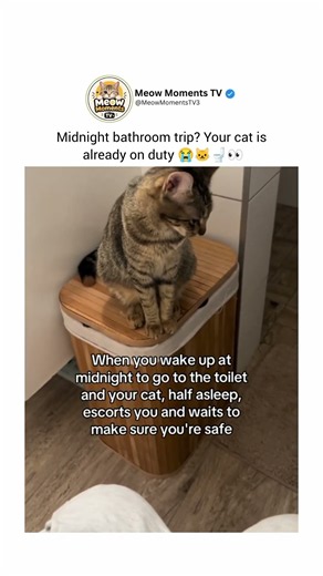 The cat’s face says EVERYTHING 😂