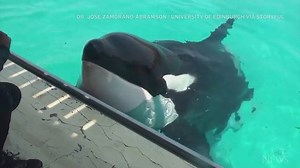 7.8K views · 101 reactions | A new study suggests killer whales can...