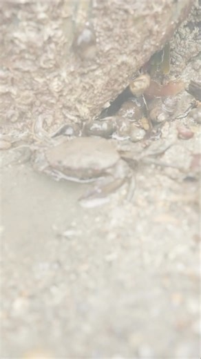 As 2025 draws to a close, we want to take a moment to reflect on the incredible journey of #TheRockPoolProject and the amazing milestones we've achieved together. 🌊✨ This year, thanks to your enthusiasm and support, we've made over 15,000 observations on #iNaturalist collectively.🤩These data will help monitor the impact of environmental stressors, such as pollution and climate change, on rock pool ecosystems both nationally and internationally. With our new hubs, we aim to inspire and empower 