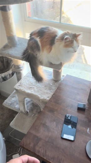 The Benefits of Automatic Litter Boxes for Cats