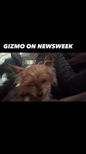 Well Newsweek has reached out to interview Gizmo the #1 storm chasing dog. She is checking her schedule - will need to work around leaf peeping today #stormchasing #doglife | Reed Timmer Extreme Meteorologist