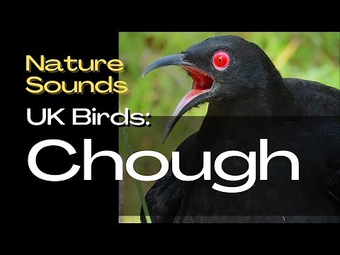 Chough - UK Birds. Bird Song Identifier, Field Recording, Bird Song, Bird Call - Nature Sounds